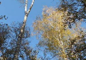 zdjęcie - korony drzew na tle błękitnego nieba